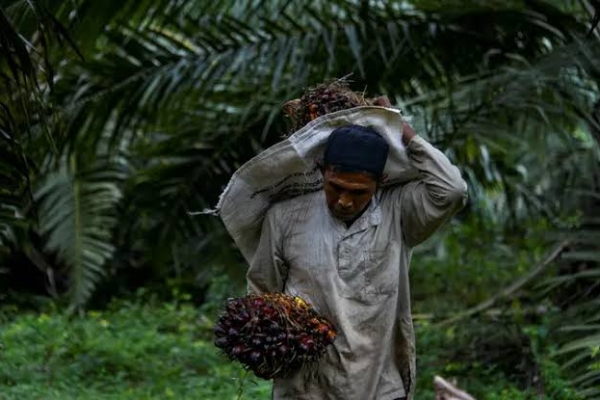 Penjelasan PTPN IV PalmCo Soal Dugaan Selisih Timbangan di PKS Kertajaya
