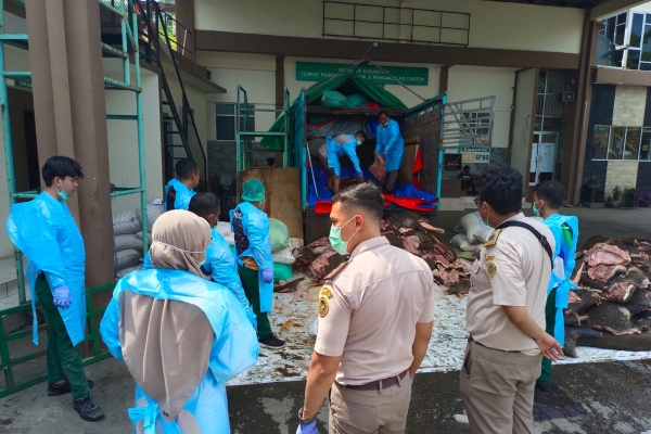 Karantina Banten Gagalkan Penyelundupan 2,9 Ton Daging Babi Hutan di Pelabuhan Merak
