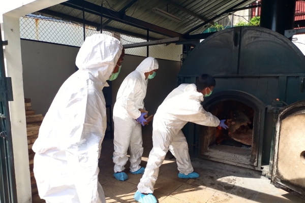 Karantina Banten Musnahkan 2,9 Ton Daging Celeng yang Ditangkap di Pelabuhan Merak