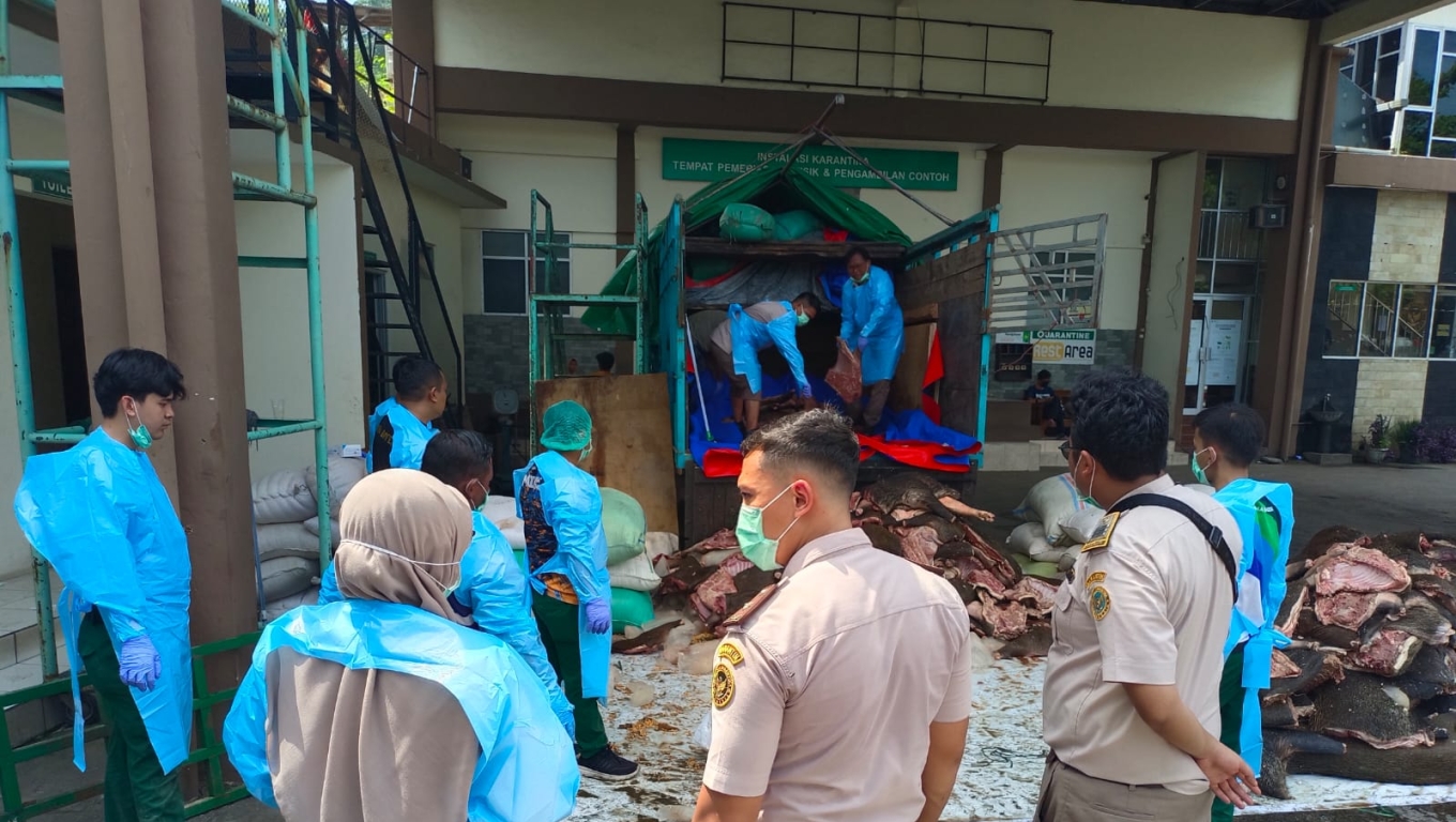 Petugas Satuan Pelayananan Pelabuhan Merak pada Balai Karantina Hewan, Ikan dan Tumbuhan Banten saat menghitung jumlah daging celeng ilegsl yang berhasil diamankan. (Foto: Babebanten.com)