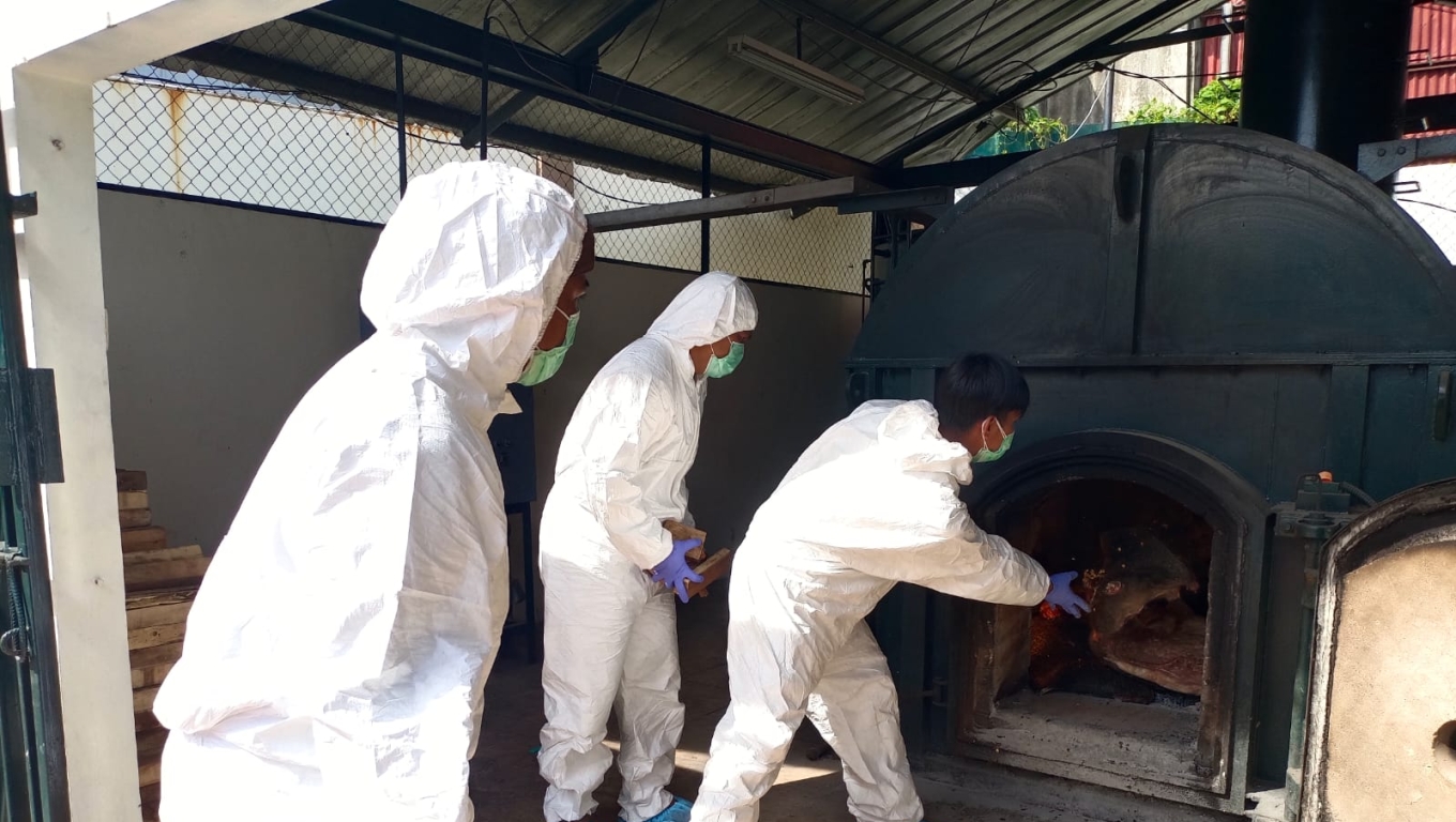 Pemusnahan 2,9 ton daging celeng oleh Balai Karantina Banten. (Foto: Babebanten.com)