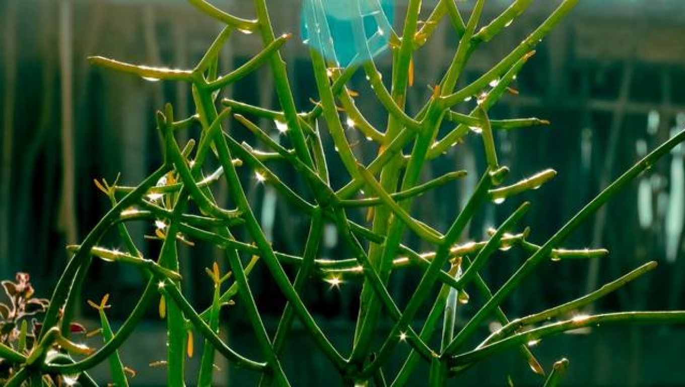 Ilustrasi. (Dok: DAAITV) 