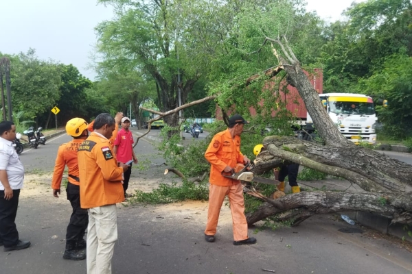 Mahasiswa Untirta Tewas Tertimpa Pohon Tumbang di Kota Cilegon