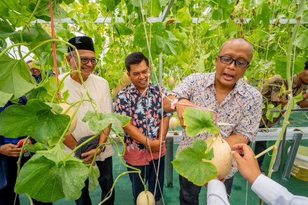 Panen Perdana Greenhouse Hidroponik, Krakatau Steel Perkuat Pendidikan Pertanian Modern